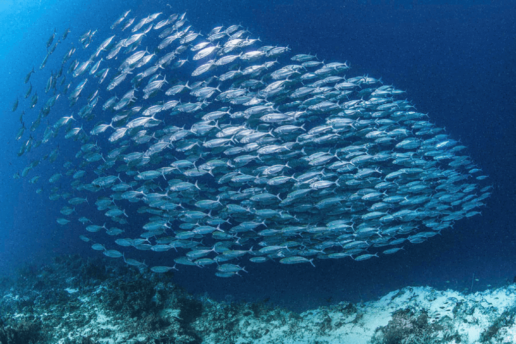 fish School